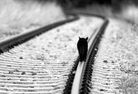 Gato que camina por la vía del tren.