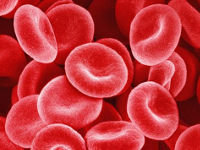 Glóbulos rojos humanos.