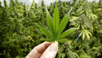 Mà sostenint fulla de marihuana amb plantes de fons. Foto: Telemundo.