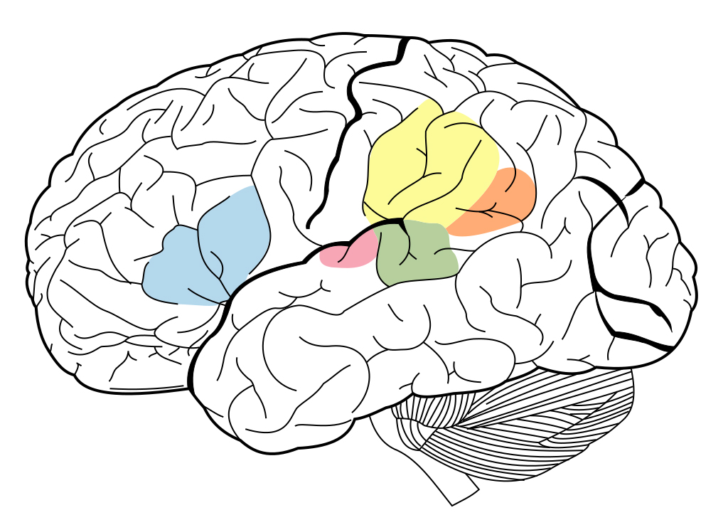 Imagen del área auditiva del cerebro. James.mcd.nz, CC BY-SA 4.